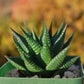 Haworthiopsis limifolia --Green Fairy Washboard Haworthia--