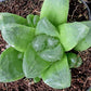 Haworthia emelyae x. cooperi --Window Haworthia--
