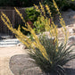 Hesperaloe parviflora --Yellow Yucca--