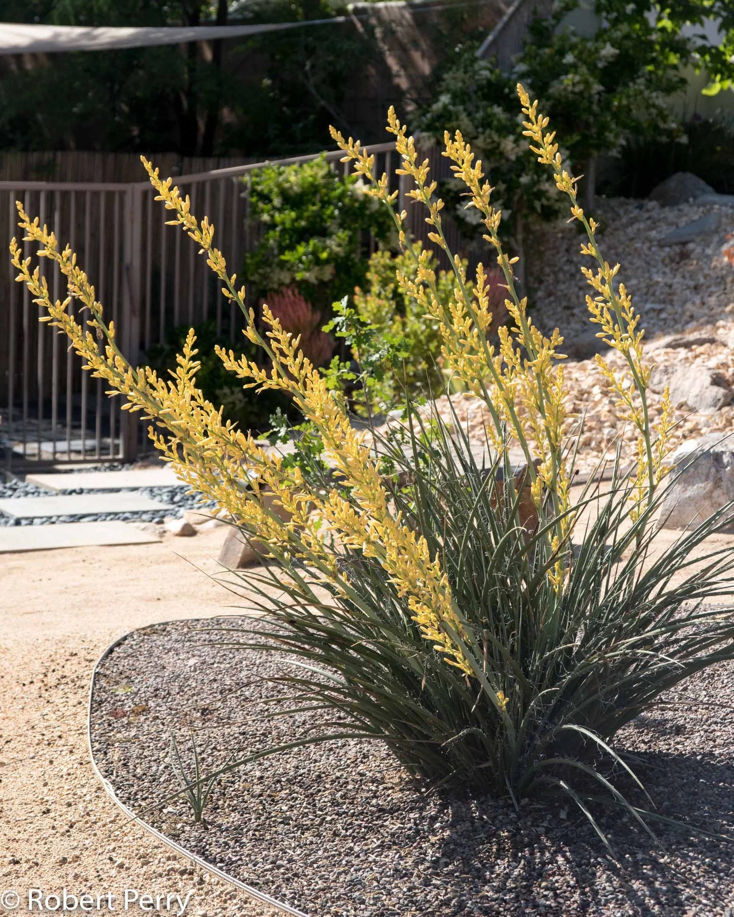 Hesperaloe parviflora --Yellow Yucca--