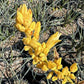 Hesperaloe parviflora --Yellow Yucca--