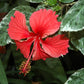 Hibiscus cooperi --Cooper's Variegated Hibiscus--