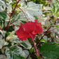 Hibiscus cooperi --Cooper's Variegated Hibiscus--