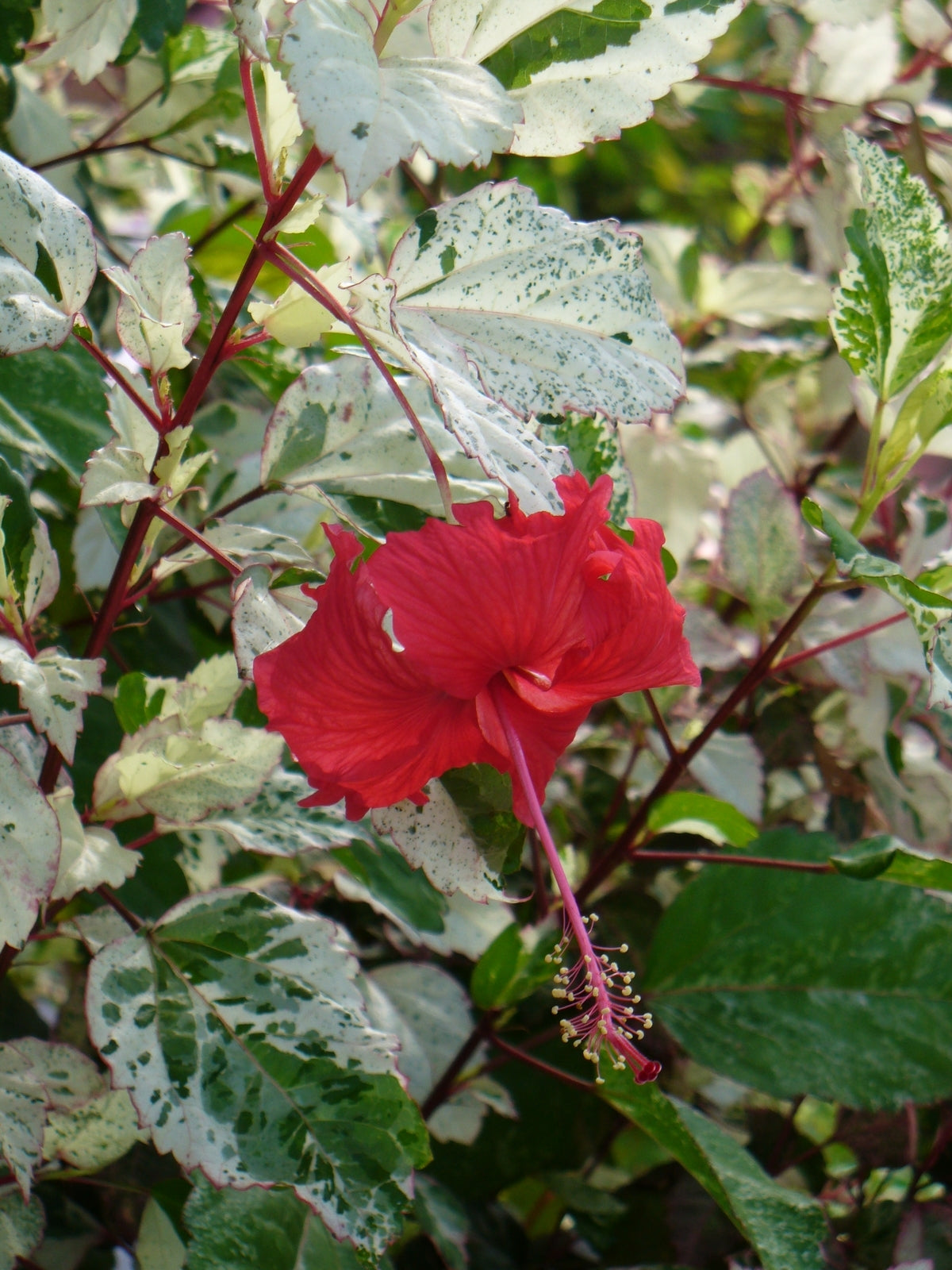Hibiscus cooperi --Cooper's Variegated Hibiscus--