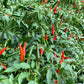 PEPPER 'African Cayenne' --Capsicum frutescens--