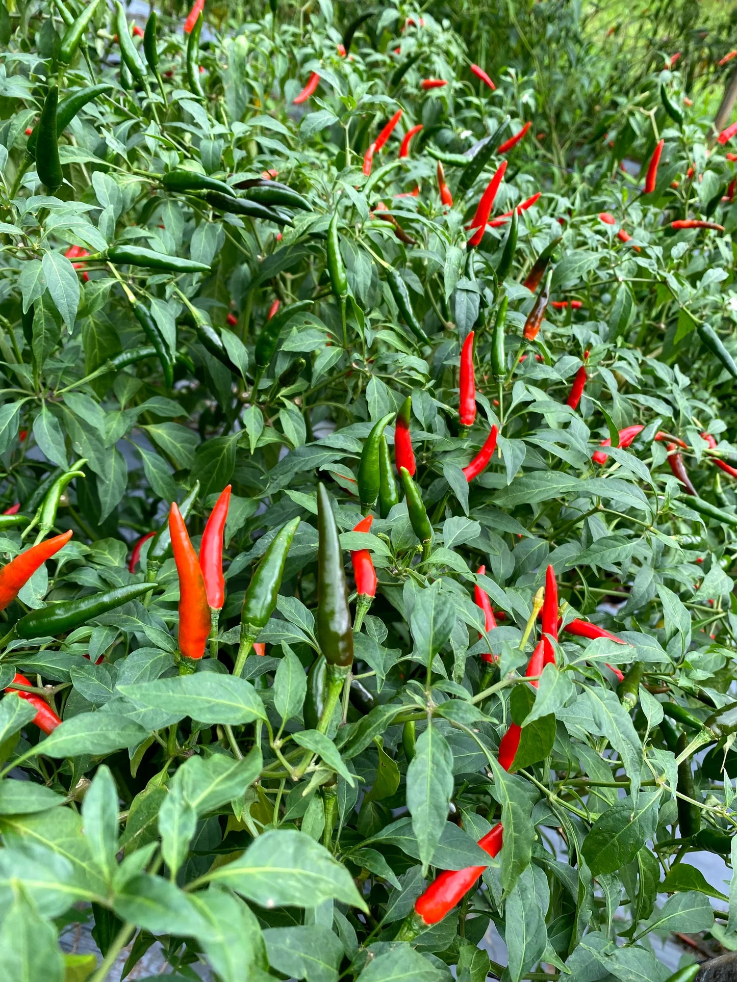 PEPPER 'African Cayenne' --Capsicum frutescens--