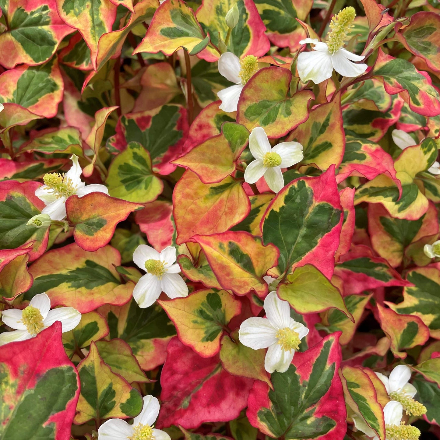 CHAMELEON PLANT 'Variegated' --Houttuynia cordata--