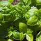 BASIL 'Genovese' --Ocimum basilicum--