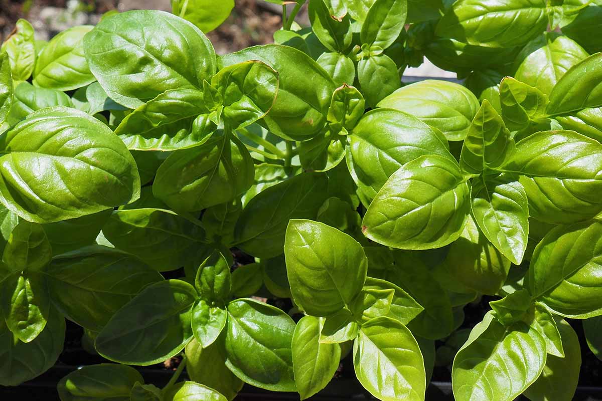 BASIL 'Genovese' --Ocimum basilicum--