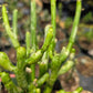 Euphorbia leucodendron 'Variegata' --Variegated Cat Tail Cactus--