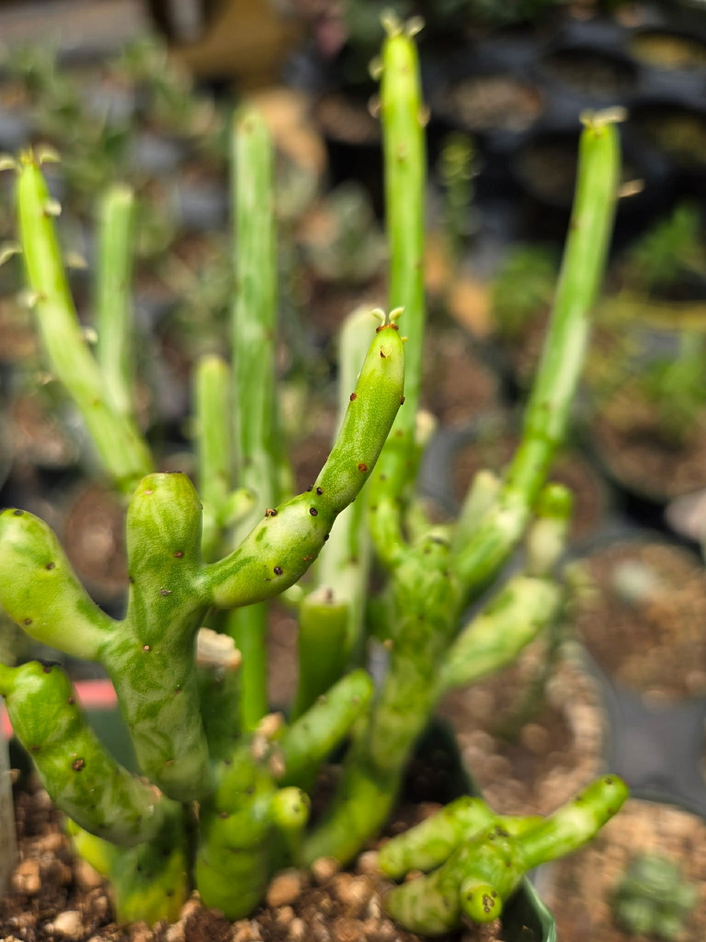 Euphorbia leucodendron 'Variegata' --Variegated Cat Tail Cactus--