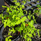 Funastrum cynanchoides --Climbing Milkweed Vine--