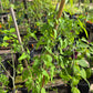 Funastrum cynanchoides --Climbing Milkweed Vine--