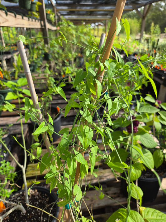 Funastrum cynanchoides --Climbing Milkweed Vine--