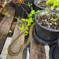 Funastrum cynanchoides --Climbing Milkweed Vine--