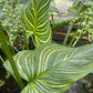Zantedeschia aethiopica --African Gold Calla Lily--