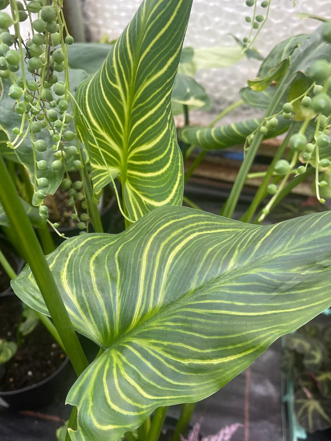 Zantedeschia aethiopica --African Gold Calla Lily-- - Texas