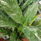 Spathiphyllum x. 'Domino' --Variegated Peace Lily--