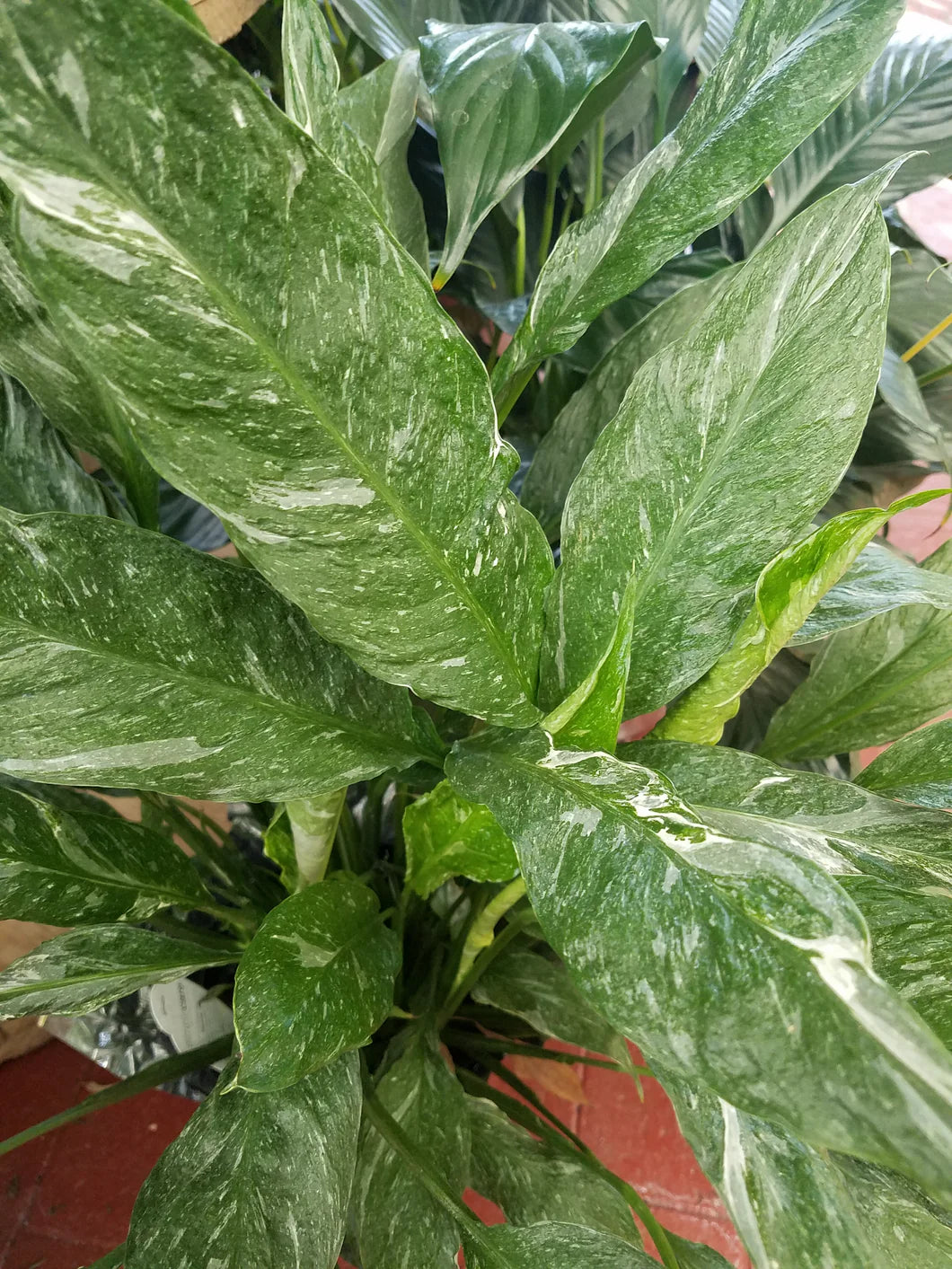 Spathiphyllum x. 'Domino' --Variegated Peace Lily--
