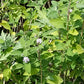 VERBENA 'Oaxaca Lemon' --Lippia alba--