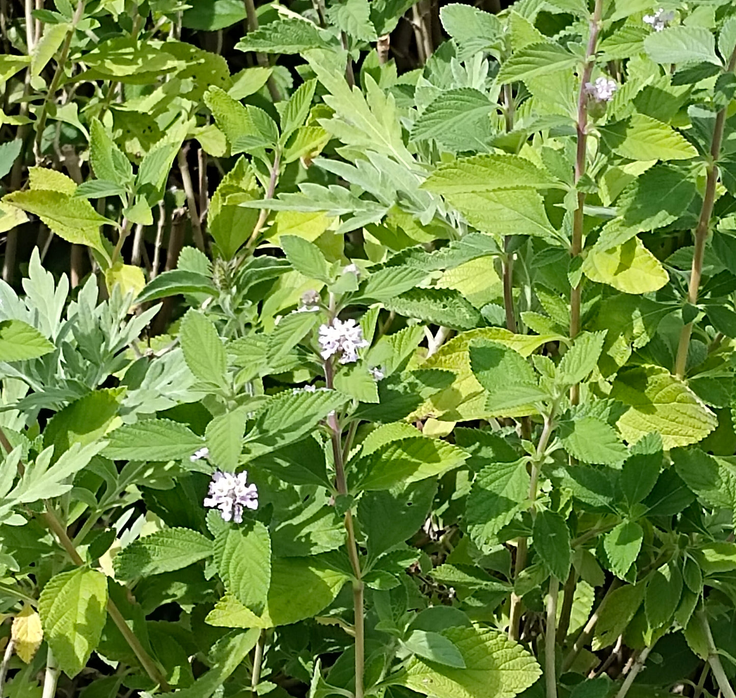 VERBENA 'Oaxaca Lemon' --Lippia alba--