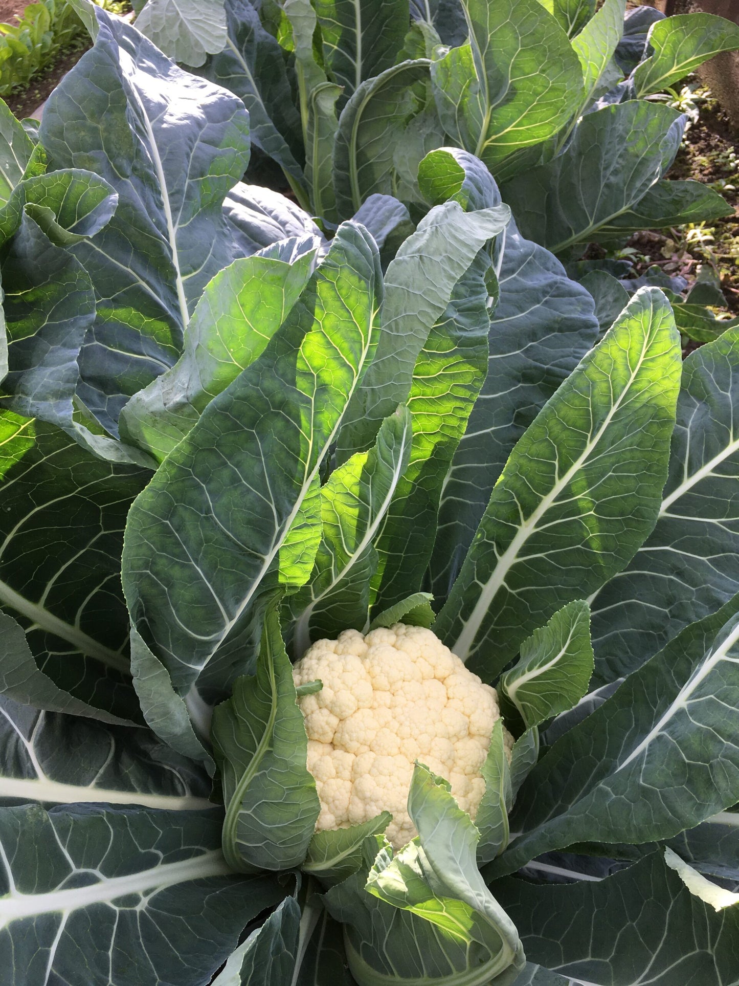 CAULIFLOWER 'Flamenco'