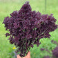MUSTARD GREENS 'Scarlet Frill'