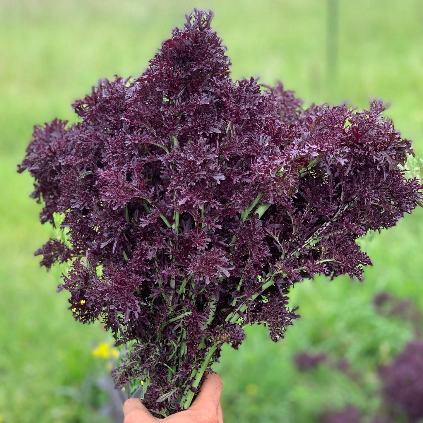 MUSTARD GREENS 'Scarlet Frill'