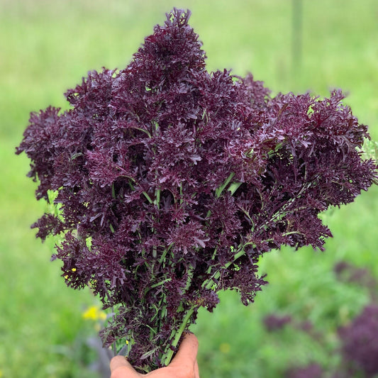 MUSTARD GREENS 'Scarlet Frill'