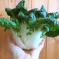 ASIAN GREENS 'Extra Dwarf Pak Choy'