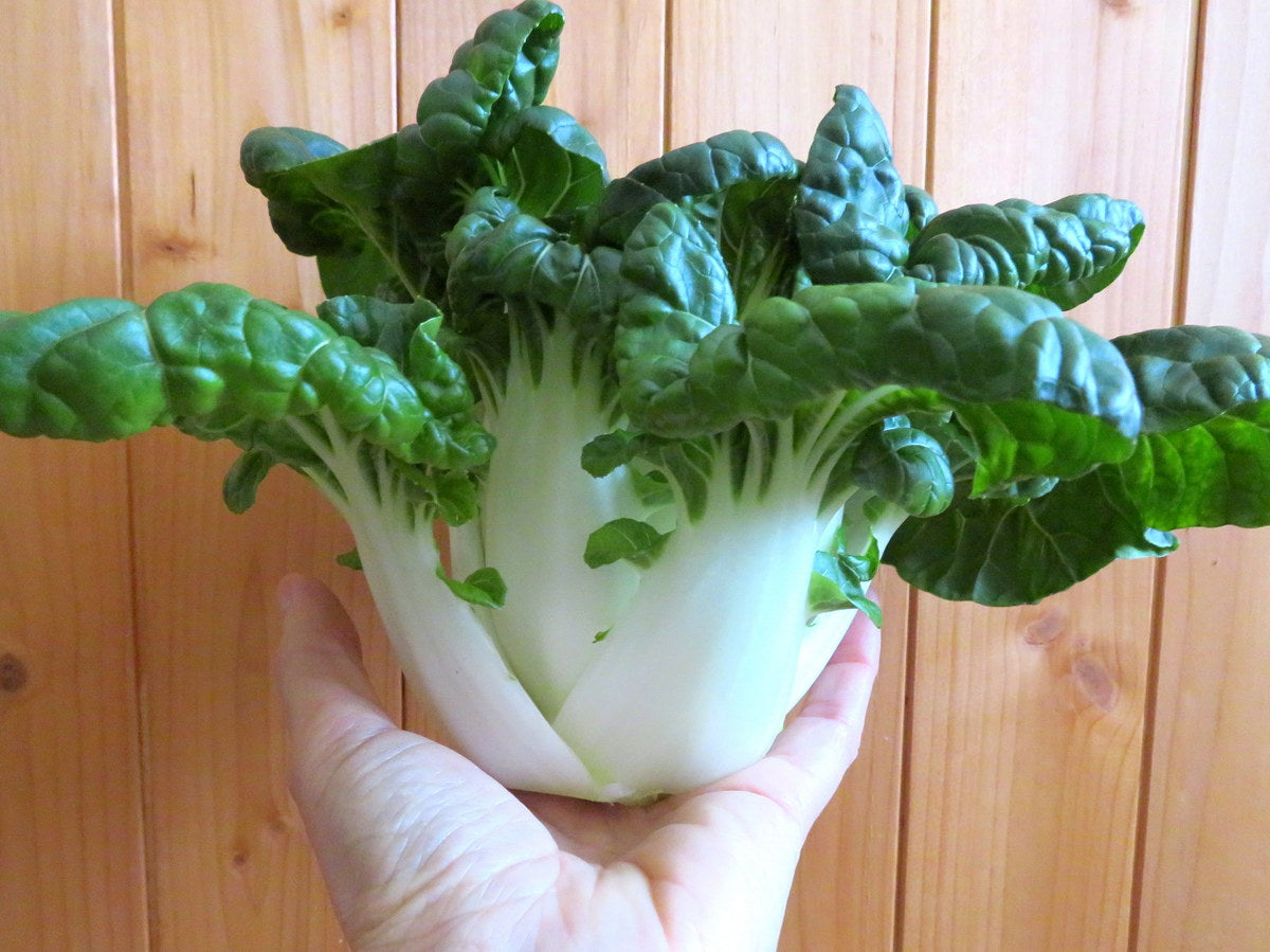 ASIAN GREENS 'Extra Dwarf Pak Choy'