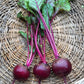 BEETS 'Feuer Kugel'