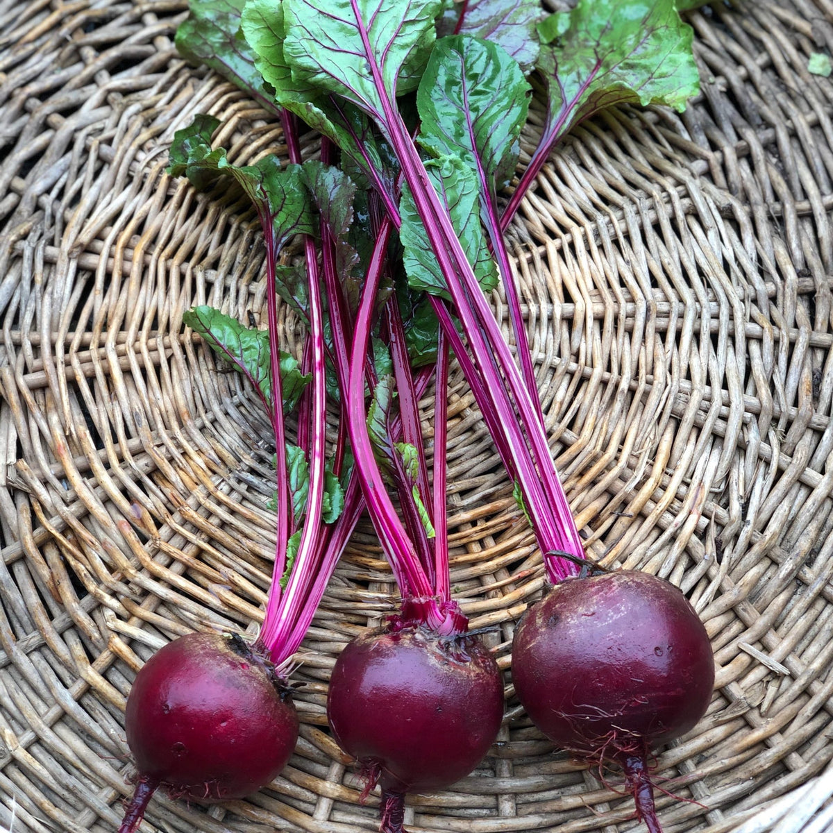 BEETS 'Feuer Kugel'