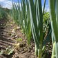 ONION 'Ishikura' --Allium fistulosum--