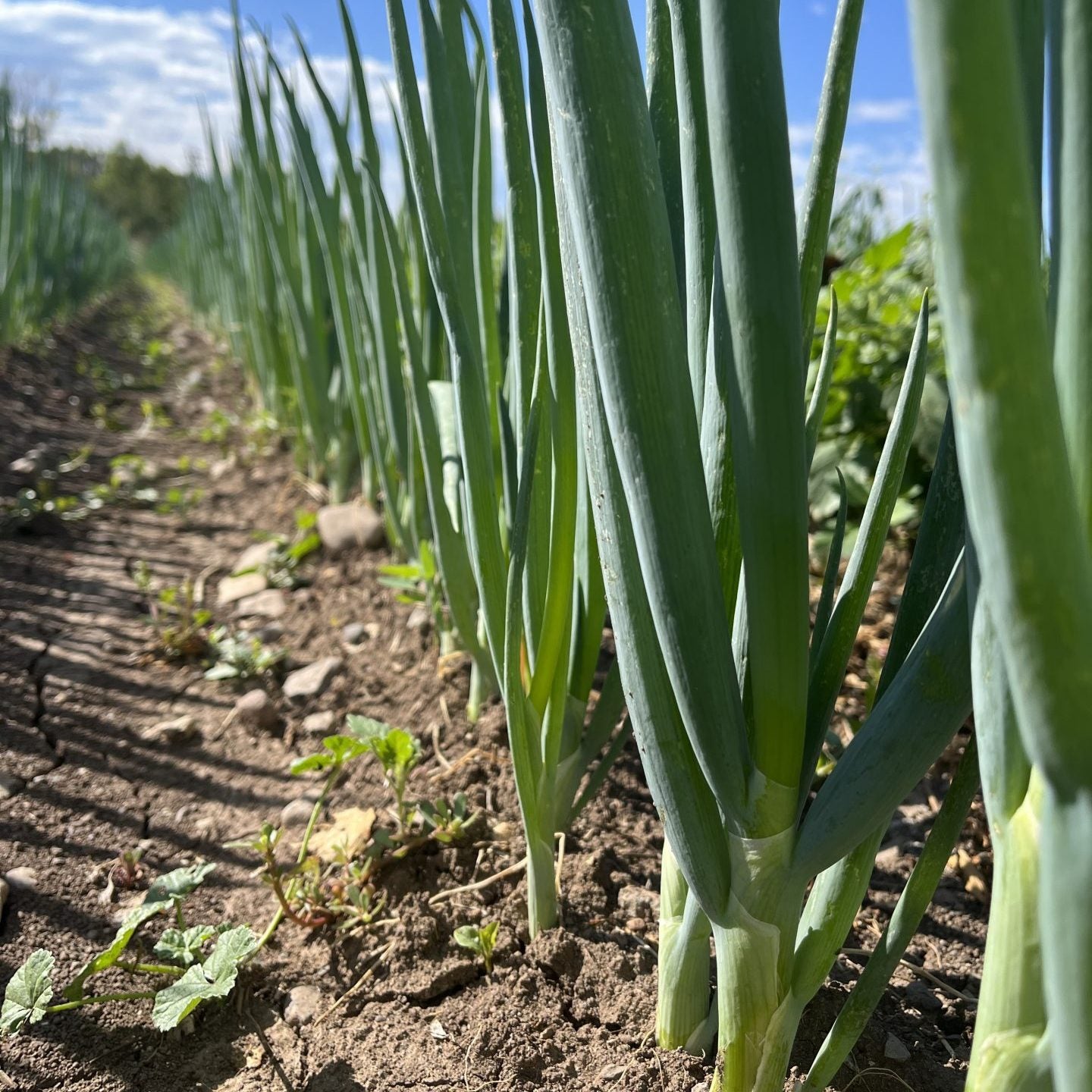 ONION 'Ishikura' --Allium fistulosum--