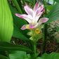 GINGER 'Mango' --Curcuma amada--