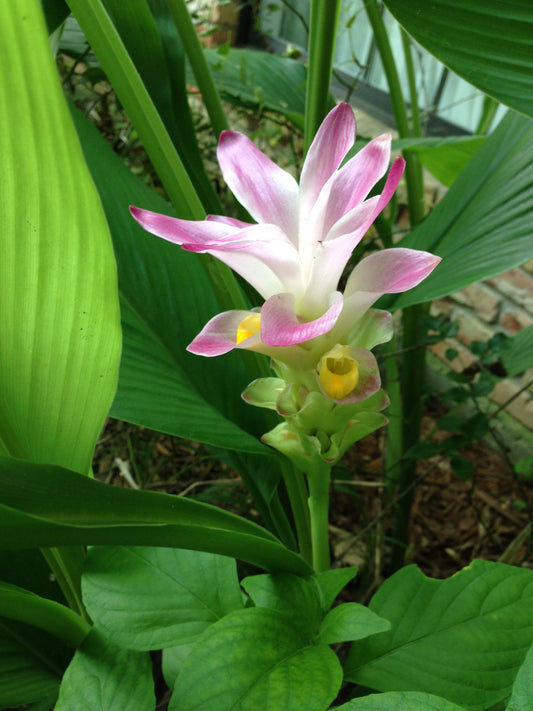 GINGER 'Mango' --Curcuma amada--