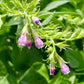 COMFREY 'True' --Symphytum officinalis 'Patens'--