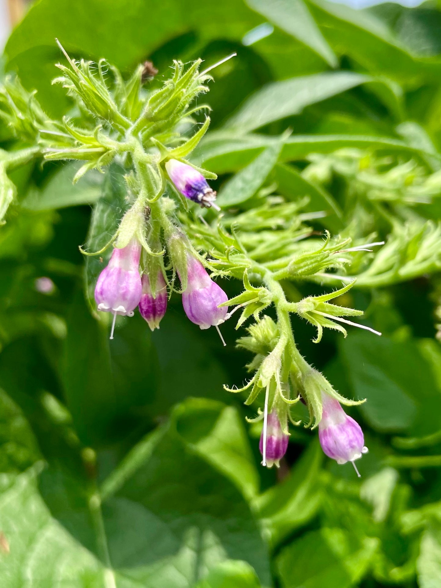 COMFREY 'True' --Symphytum officinalis 'Patens'--