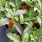 BASIL 'Holy Krishna' --Ocimum sanctum 'Krishna Tulsi'--