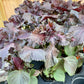SHISO 'Purple' --Perilla frutescens--