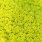 Sedum --Fine Leaf Gold Stonecrop--