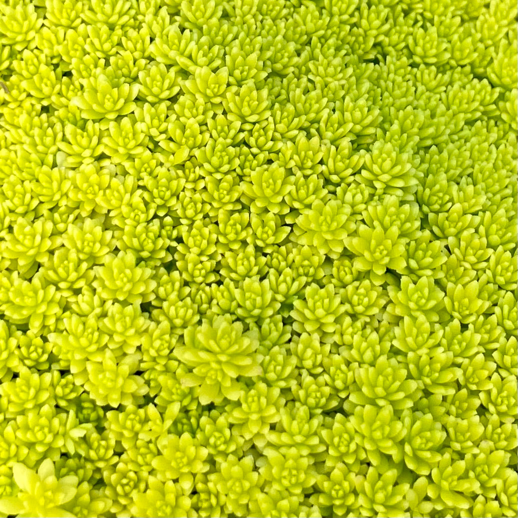 Sedum --Fine Leaf Gold Stonecrop--