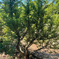 Ulmus parvifolia --Seiju Elm--