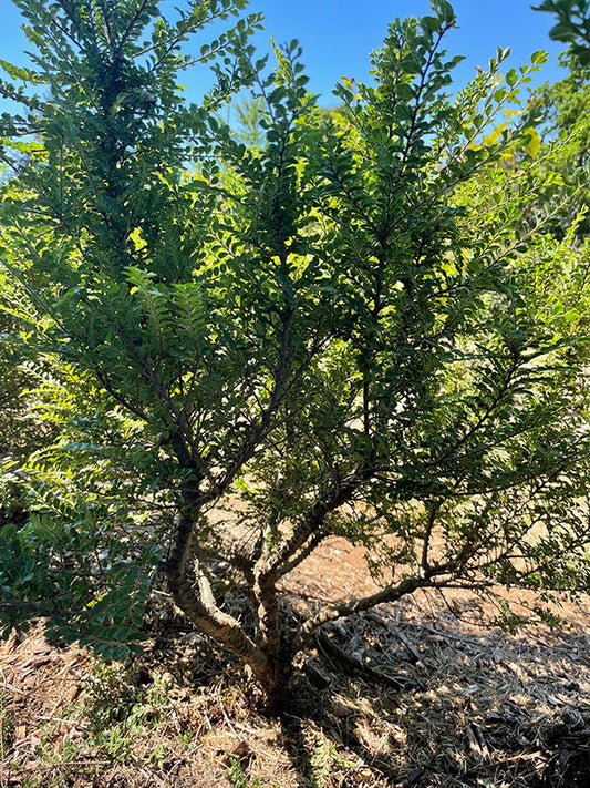 Ulmus parvifolia --Seiju Elm--