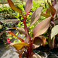 Canna x generalis 'Sangria' (Unstable Hybrid)