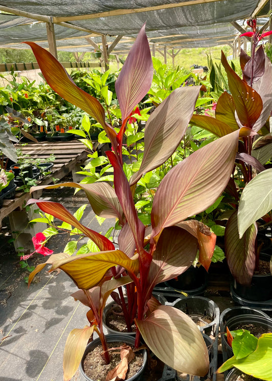 Canna x generalis 'Sangria' (Unstable Hybrid)
