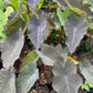 Colocasia esculenta --Black Magic Elephant Ear--
