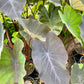Colocasia esculenta --Black Magic Elephant Ear--