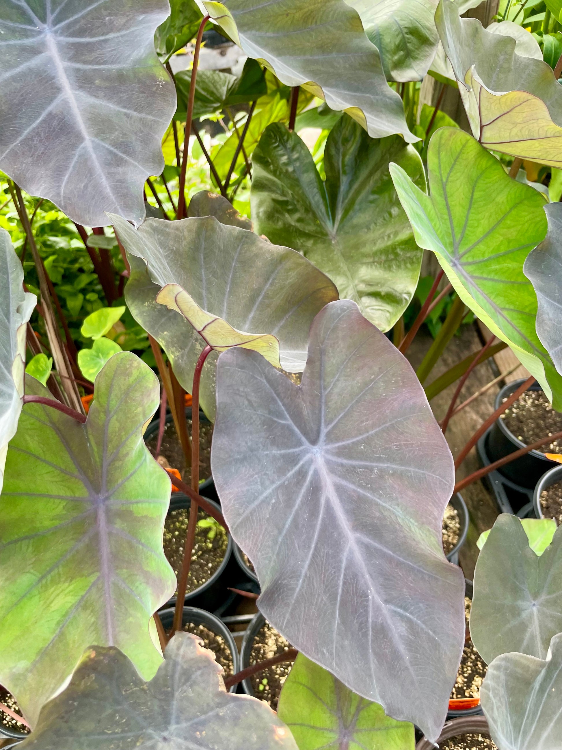 black magic elephant ear plants for sale Colocasia esculenta --Black Magic Elephant Ear
